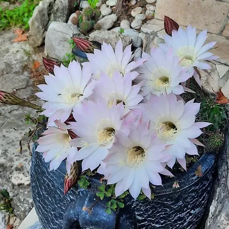 Djanina Cres
