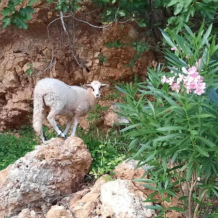 Apartman Djanina Cres